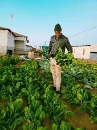 Home Garden